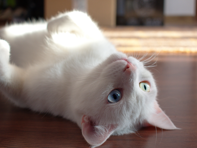 Il Mondo Segreto dei Gatti: Comprendere il Loro Comportamento Il Mondo Segreto dei Gatti: Comprendere il Loro Comportamento